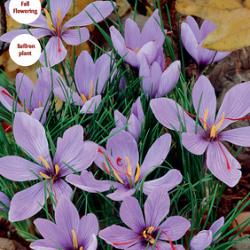 sativus
