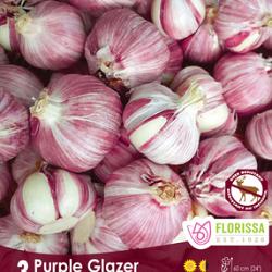 Purple Glazer