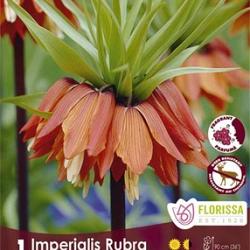 Rubra