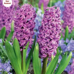 Purple Sensation