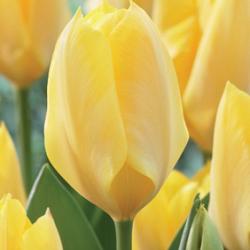Yellow Empress