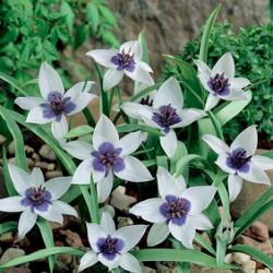 Humilis Alba