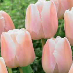 Apricot Pride