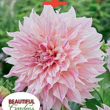 Cafe au Lait Twisted