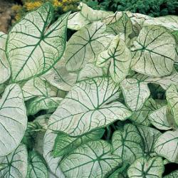 Candidum Sr