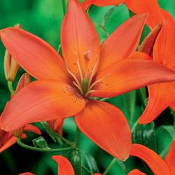 Mandarin Star