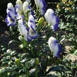 Bicolor (x 25)