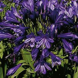 Blue Velvet (x 25)