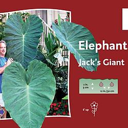 Jack`s Giant