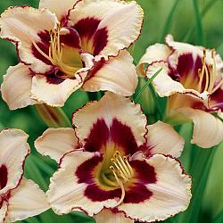 Canadian Border Patrol