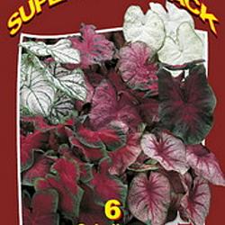 Caladium Mixed 20x6