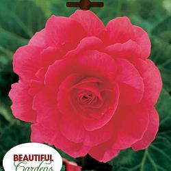 Double Camelia Pink