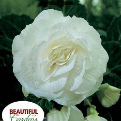 Double Camelia White