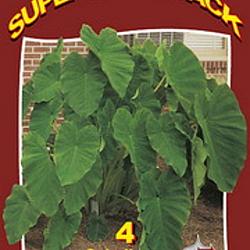 El. Ears Esculenta 20x4