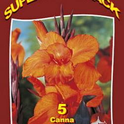 Canna Tall Wyoming 15x4