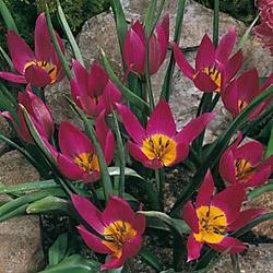 Pul. Hum. Violac. Eastern Star