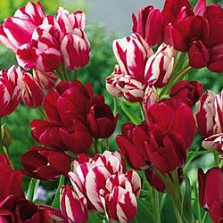 Mixed Club varieties