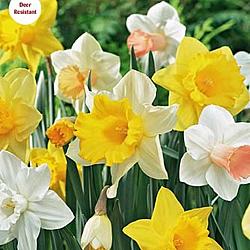 Mixed Large Cup & Trumpet