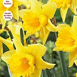 Rijnveld`s Early Sensation