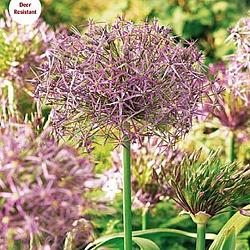 Christophii (albopilosum)