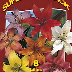 Lilium Asiatic Mix 20x6