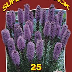 Liatris Spicata Blue 20x25