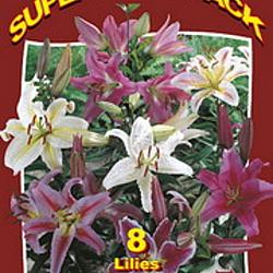 Lilium Oriental Mixed 20x6