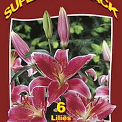 Lilium Oriental Stargazer 20x6