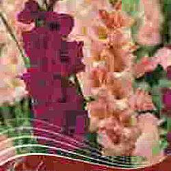 Music of the Night Spring