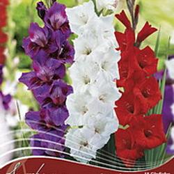 Stars and Stripes Forever