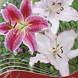 My Fair Lady Spring