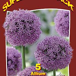 Allium Gladiator 20x5