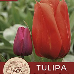 Giant Orange Sunrise