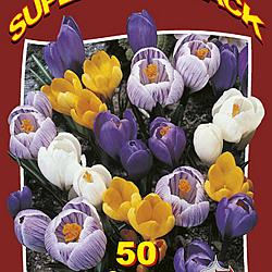 Crocus Mixed 20x50