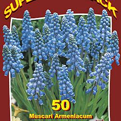 Grape Hyacinths 20x50