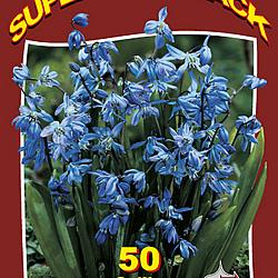 Scilla Siberica 20x50