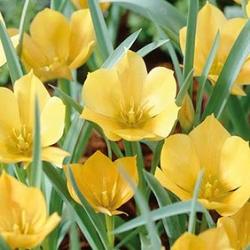 Batalinii Bright Gem