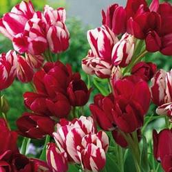 Mixed Club varieties