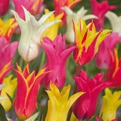Lily Flowering Mixed