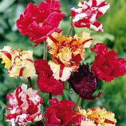 Mixed Parrot Tulips