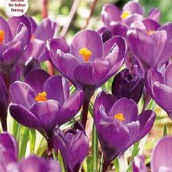 Purpureus Grandiflorus