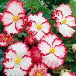 Crispa Marginata White/Red