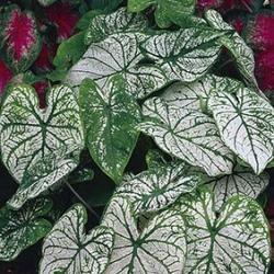 Candidum