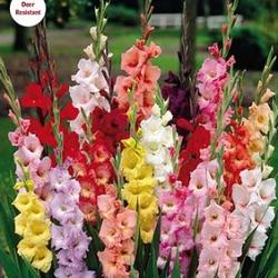 Mixed Gladiolus