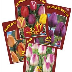 Assortment Triumph 5x4x25