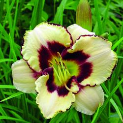 Canadian Border Patrol