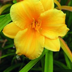 Stella de Oro