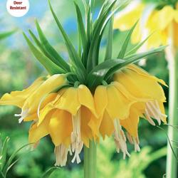 Lutea