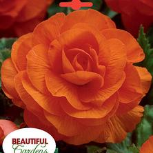 Double Camelia Orange