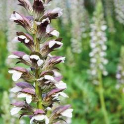 Morning's Candle (x 25)